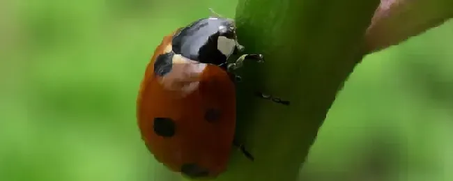 益虫是什么意思