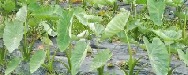 芋头盆景的种植方法什么时候种植合适