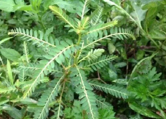 中药材|广西种植什么药材最好 广西产什么名贵药材