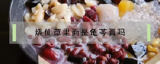 烧仙草里面是龟苓膏吗