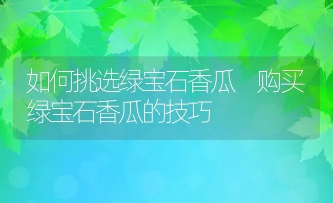 如何挑选绿宝石香瓜 购买绿宝石香瓜的技巧 | 养殖资料投稿