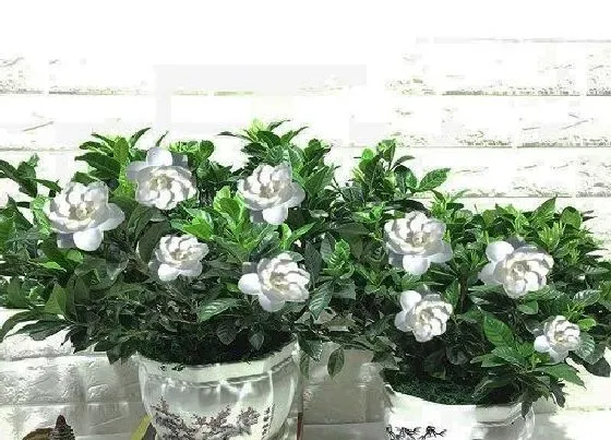 种植前景|栀子花南方可以种吗