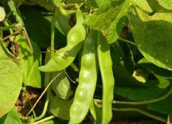 种植前景|油豆角亩产量多少斤 产量最高每亩多少