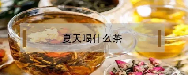 夏天喝什么茶