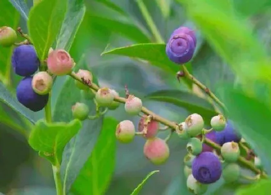 种植前景|甜心蓝莓南方可以种吗