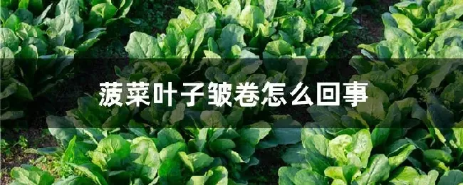 菠菜叶子皱卷怎么回事