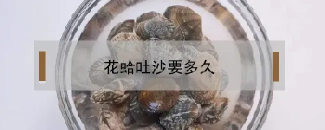 花蛤吐沙要多久