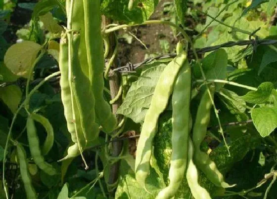 种植前景|油豆角亩产量多少斤 产量最高每亩多少