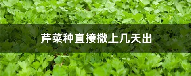 芹菜种直接撒上几天出