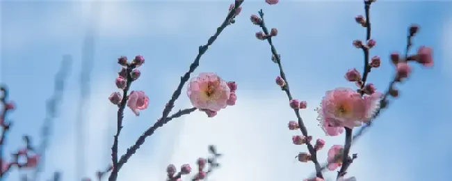 梅花种植方法和时间