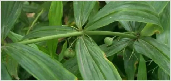 种植黄精亩产量多少多少钱一斤 | 养殖赚钱项目