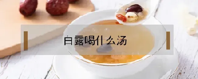 白露喝什么汤