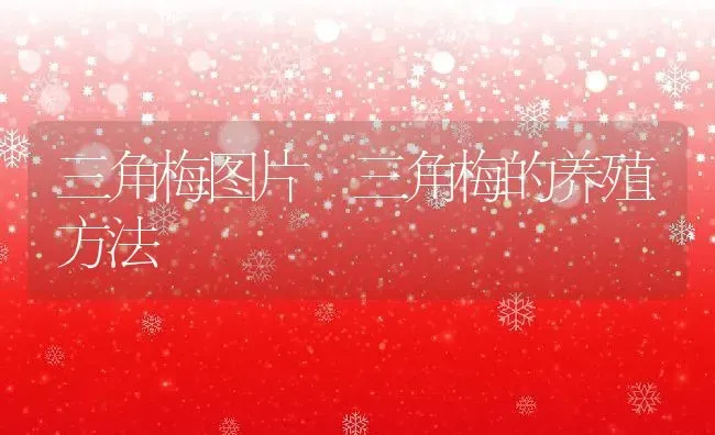 三角梅图片 三角梅的养殖方法 | 养殖资料投稿