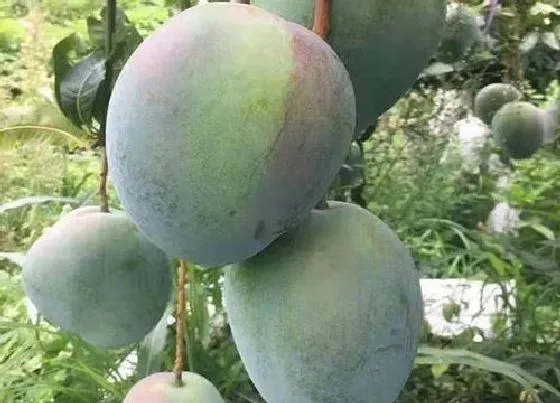 种植前景|芒果种植条件和区域气候要求