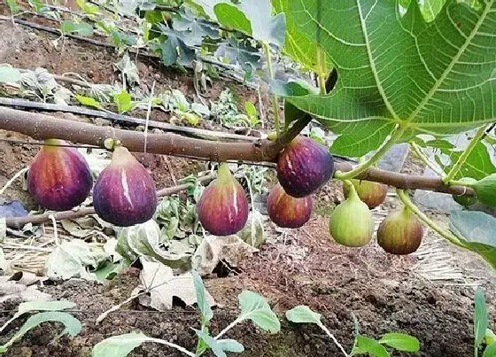 种植前景|无花果亩产量利润