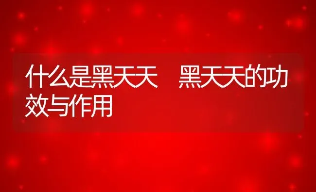 什么是黑天天 黑天天的功效与作用 | 养殖资料投稿