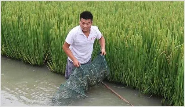 养殖泥鳅有什么风险？1亩投苗400斤成本及利润分析 | 农业养殖资讯