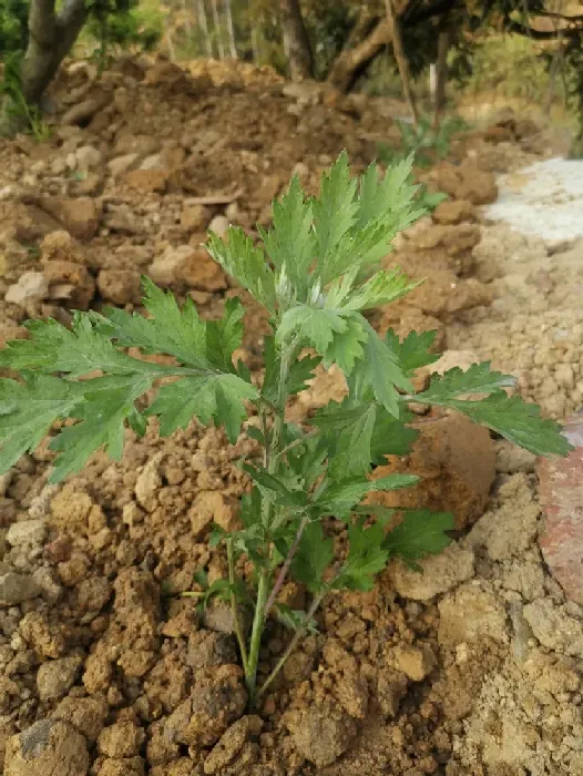 艾草可以泡水喝吗？哪个品种艾草好