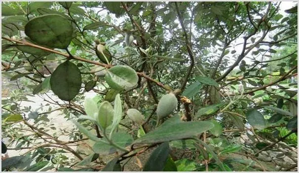 菲油果种植前景赚钱吗 | 养殖什么赚钱