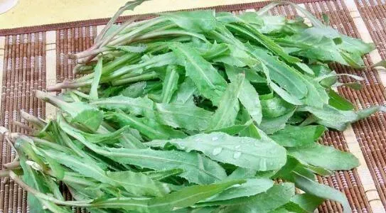 曲麻菜泡水喝的好处与功效