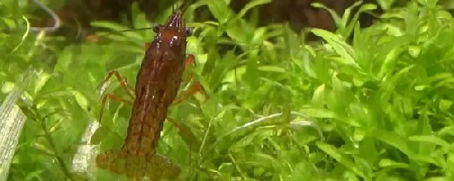 什么草龙虾喜欢吃？