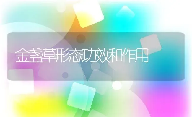 金盏草形态功效和作用 | 养殖资料投稿