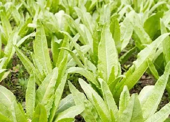 农作物|五月份适合种什么农作物 5月份这个季节种植什么农作物