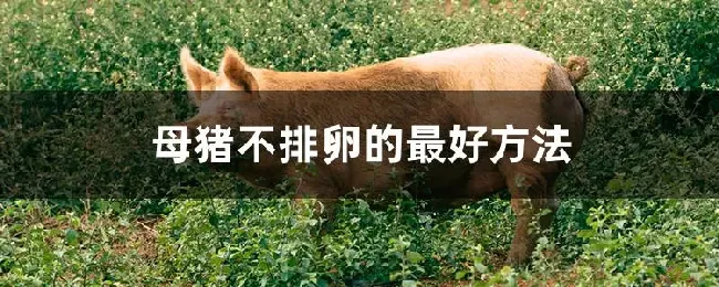 母猪不排卵的最好方法