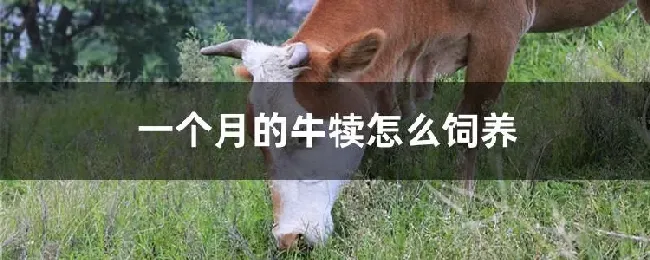 一个月的牛犊怎么饲养