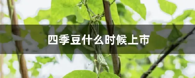 四季豆什么时候上市