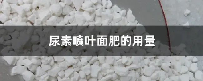 尿素喷叶面肥的用量