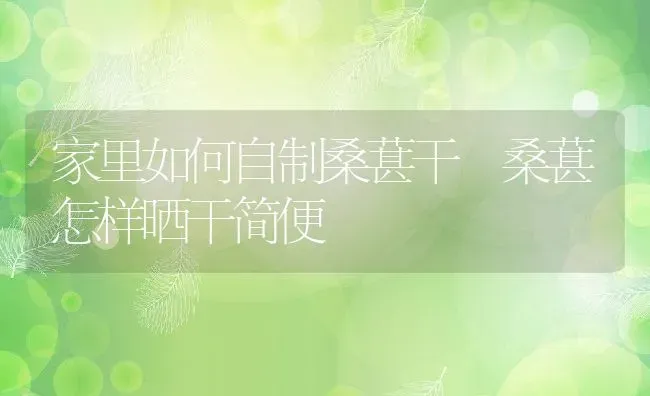 家里如何自制桑葚干 桑葚怎样晒干简便 | 养殖资料投稿