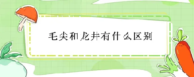 毛尖和龙井有什么区别