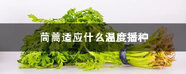 茼蒿适应什么温度播种