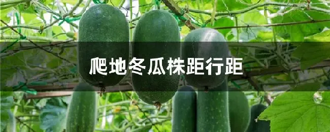爬地冬瓜株距行距
