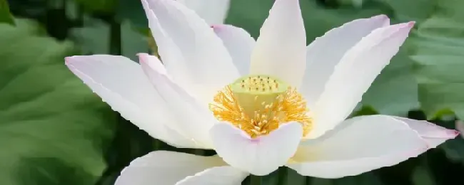 荷花不开花如何处理？荷花不开花怎么办