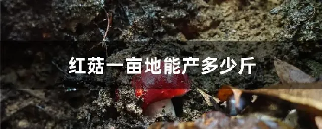 红菇一亩地能产多少斤