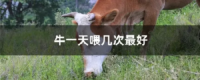 牛一天喂几次最好