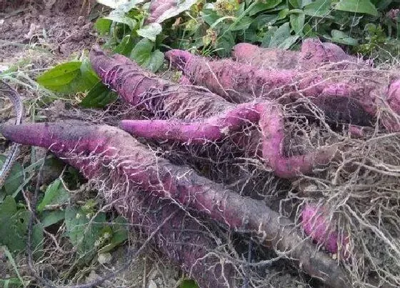 种植前景|紫山药的种植条件 适合种植区域的环境要求