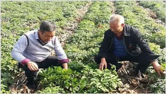 前胡种植效益 | 养殖什么赚钱