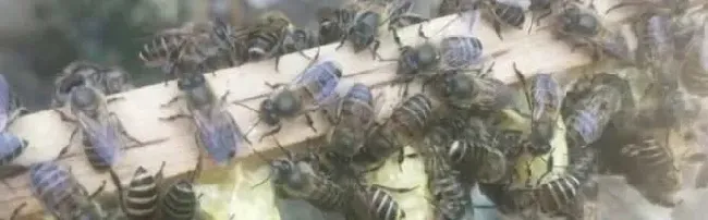 新手养中蜂怎样育王最简单？