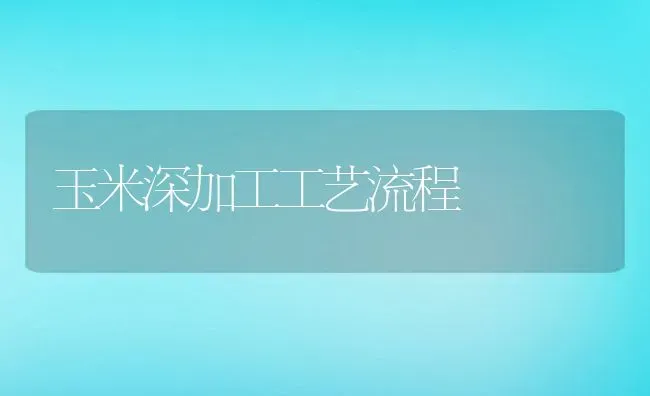 玉米深加工工艺流程 | 养殖资料投稿