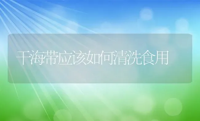 干海带应该如何清洗食用 | 养殖资料投稿