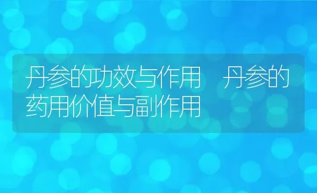 丹参的功效与作用 丹参的药用价值与副作用 | 养殖资料投稿