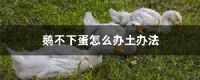 鹅不下蛋怎么办土办法