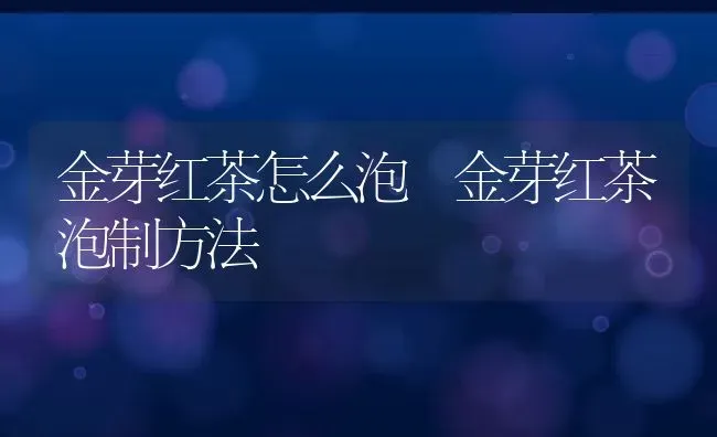 金芽红茶怎么泡 金芽红茶泡制方法 | 养殖资料投稿