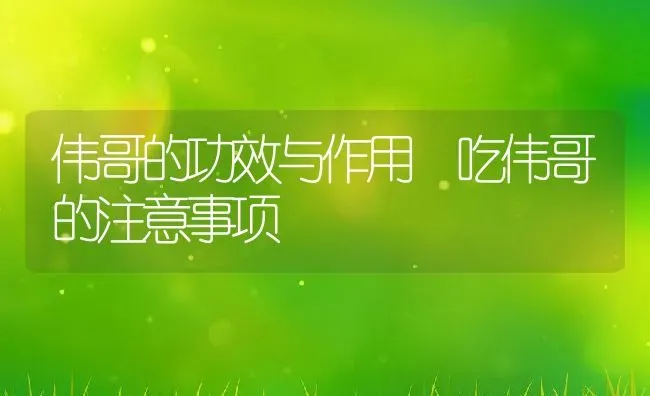 伟哥的功效与作用 吃伟哥的注意事项 | 养殖资料投稿