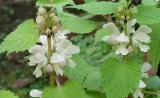 白花菜吃多少会中毒吗？要怎么处理