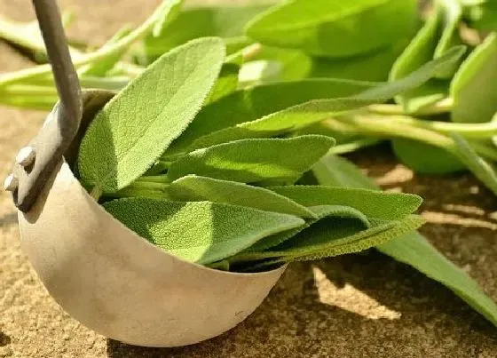 种植前景|种植茶叶的成本和利润