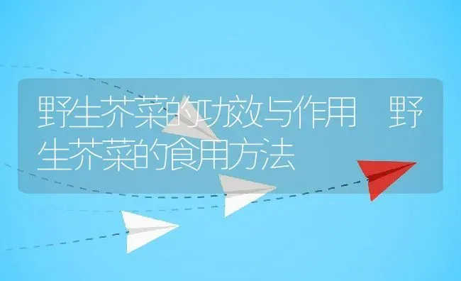 野生芥菜的功效与作用 野生芥菜的食用方法 | 养殖资料投稿